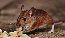 24 Hour & Emergency Exterminators in Dry Run, PA